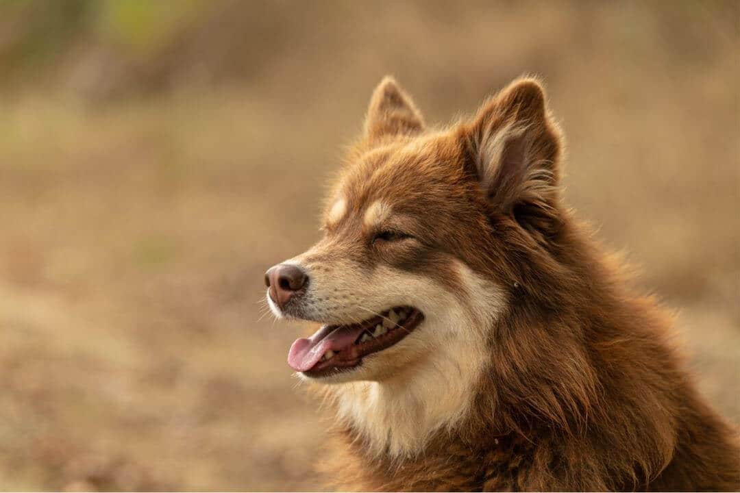 Lappländischer Rentierhund Kopf