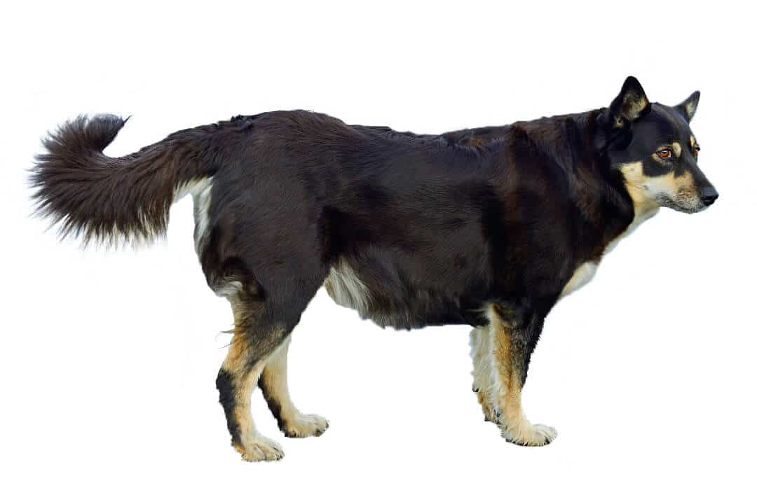 Cane da renna della Lapponia Immagine di copertina