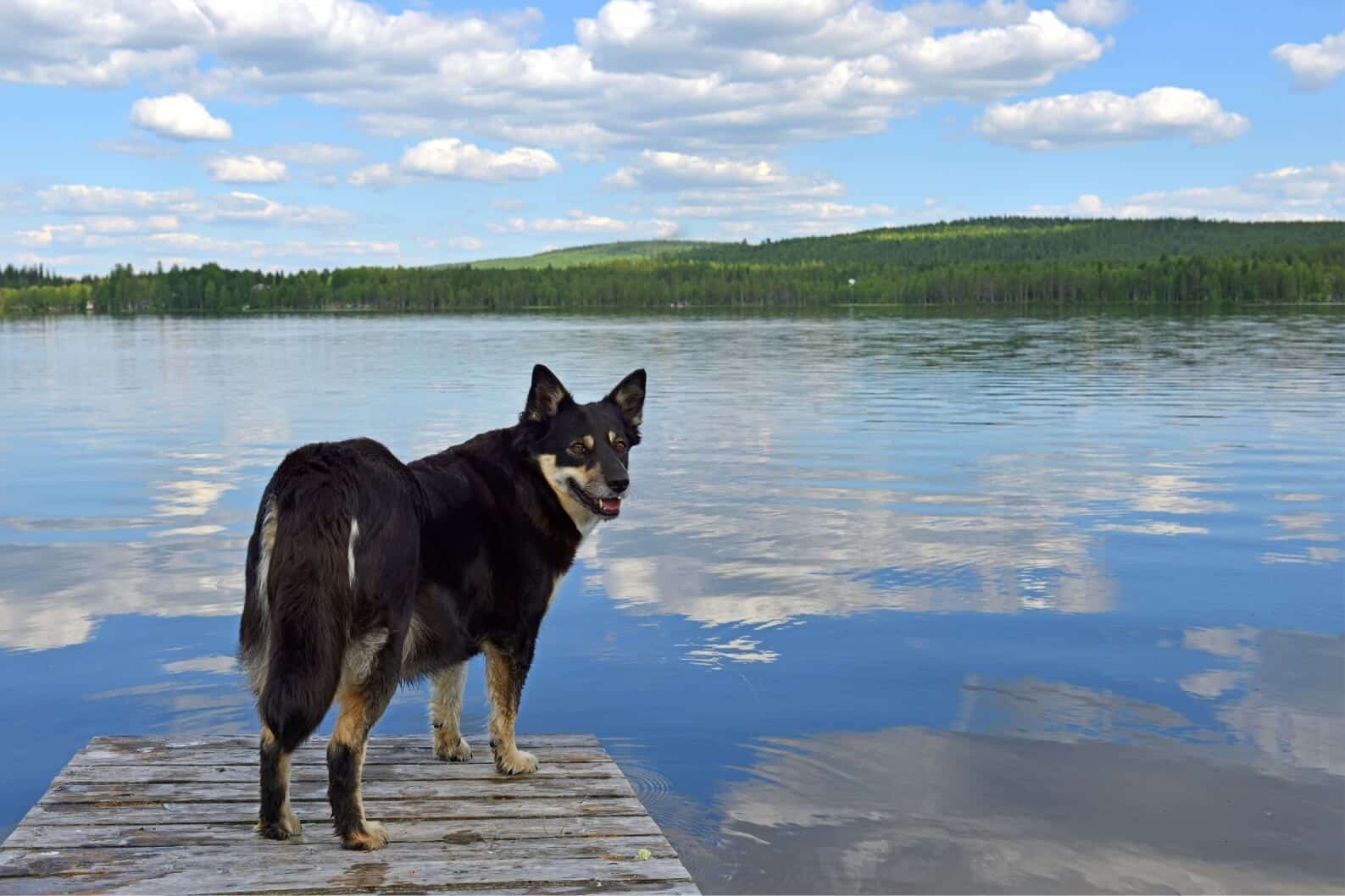Lappländischer Rentierhund am See