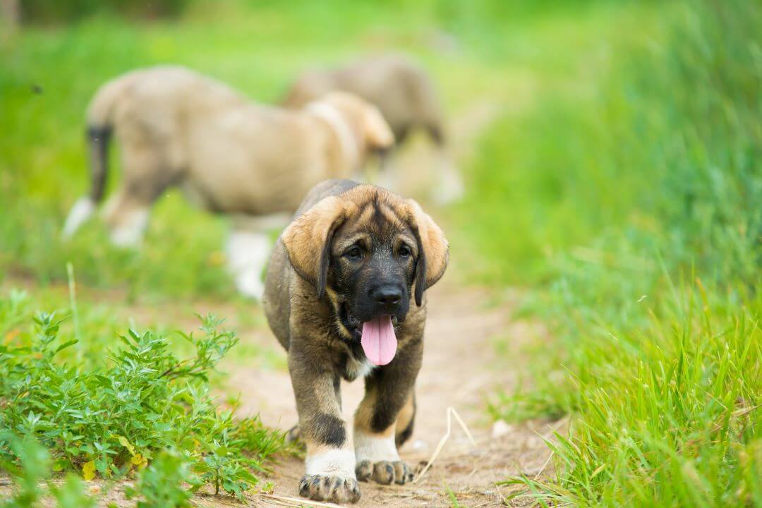 Spanish Mastiff puppy