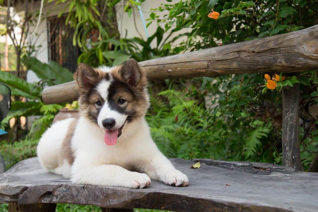 Thai Bangkaew dog puppy