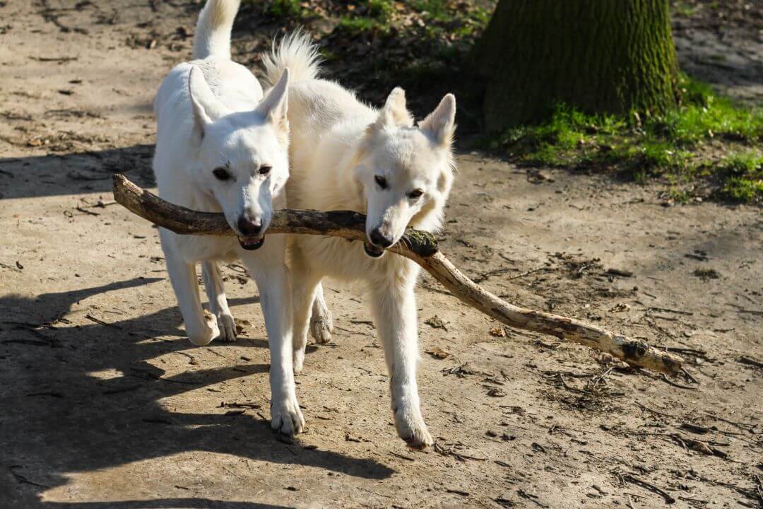Two canaan dogs with stick