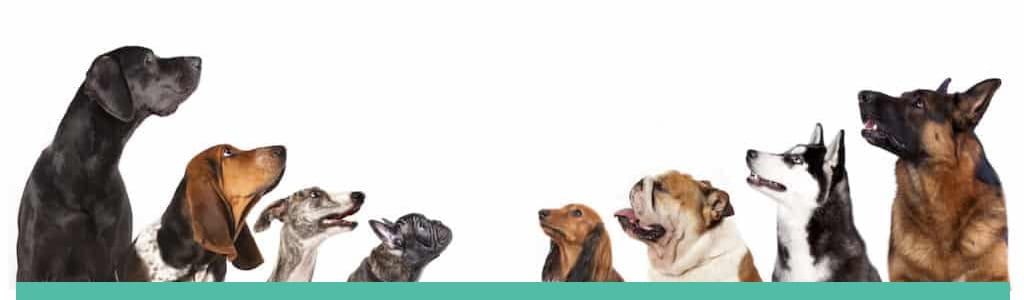 Visión general de las razas de perros: 302 razas para comparar