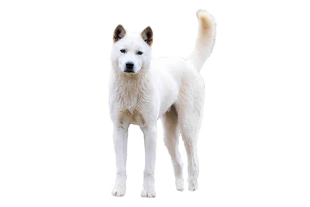 Korea Jindo Dog (character, diet, care, tips)