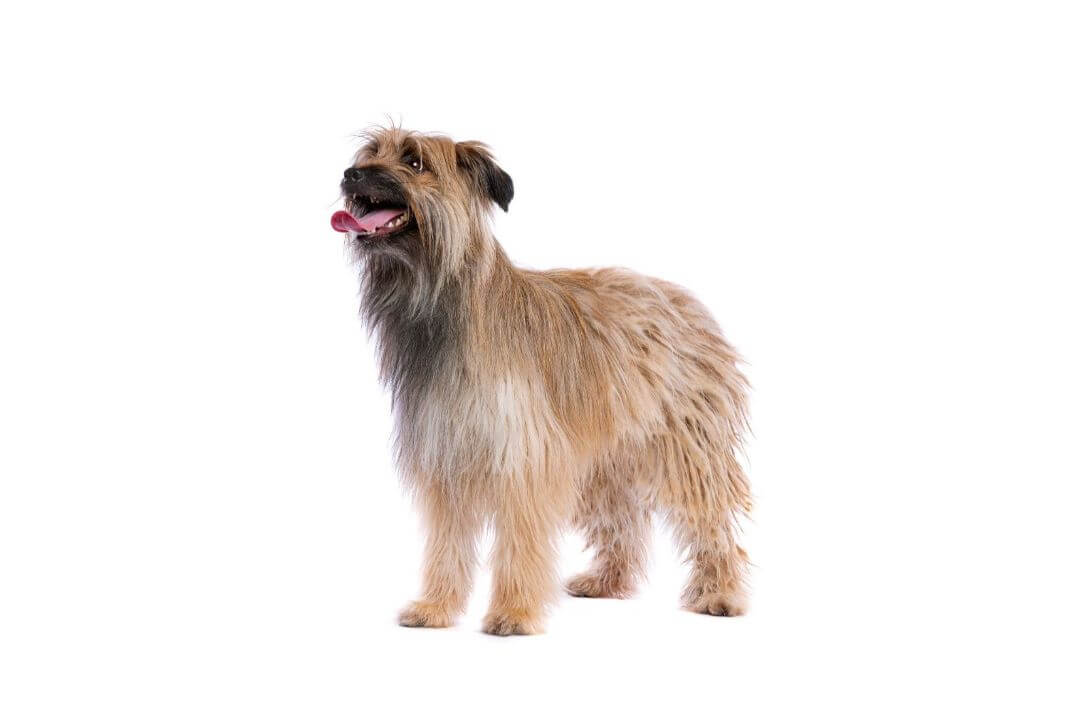 Pyrenean shepherd dog cover picture