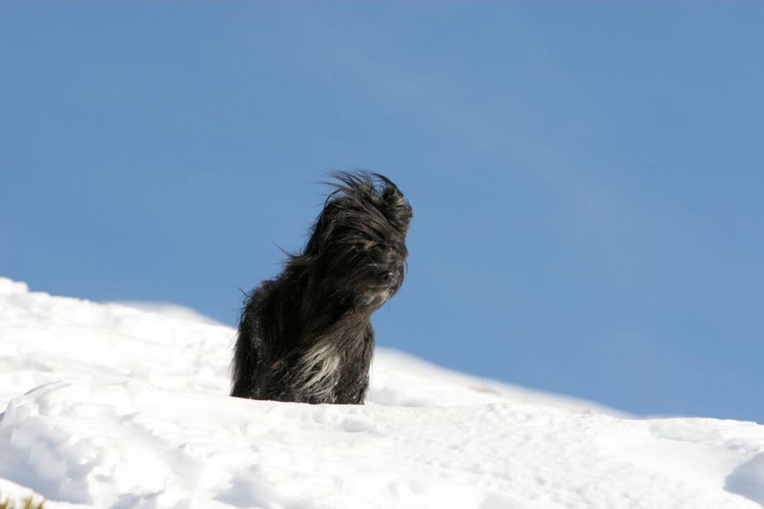 Pyrenäen-Schäferhund im Schnee