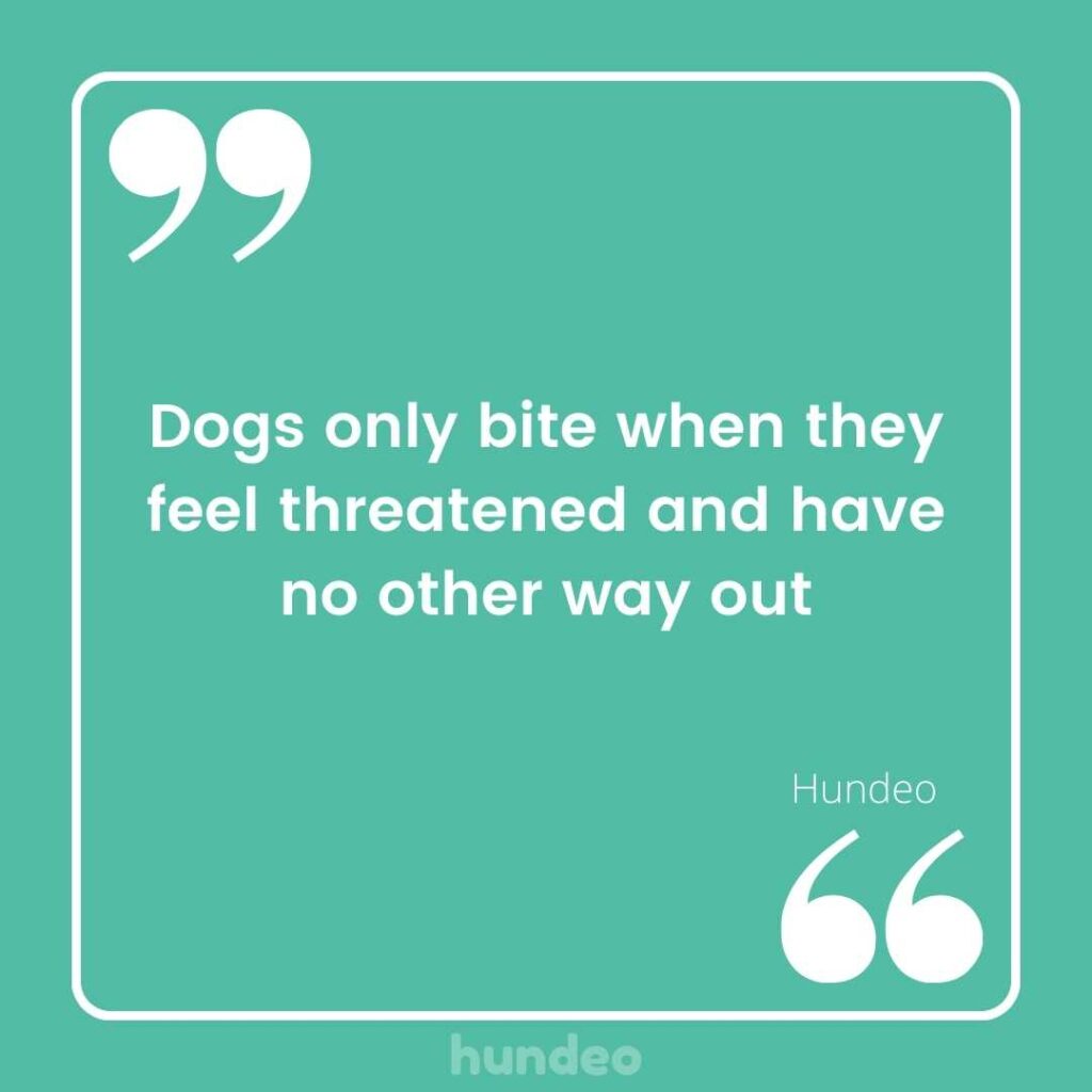 53 Best Dog Sayings & Quotes (Funny & Short)