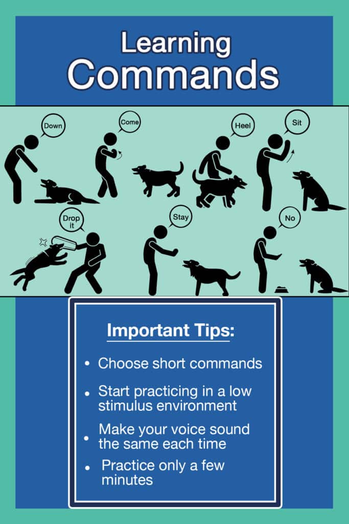 Top 25 Most Popular Dog Tricks (With Instructions)