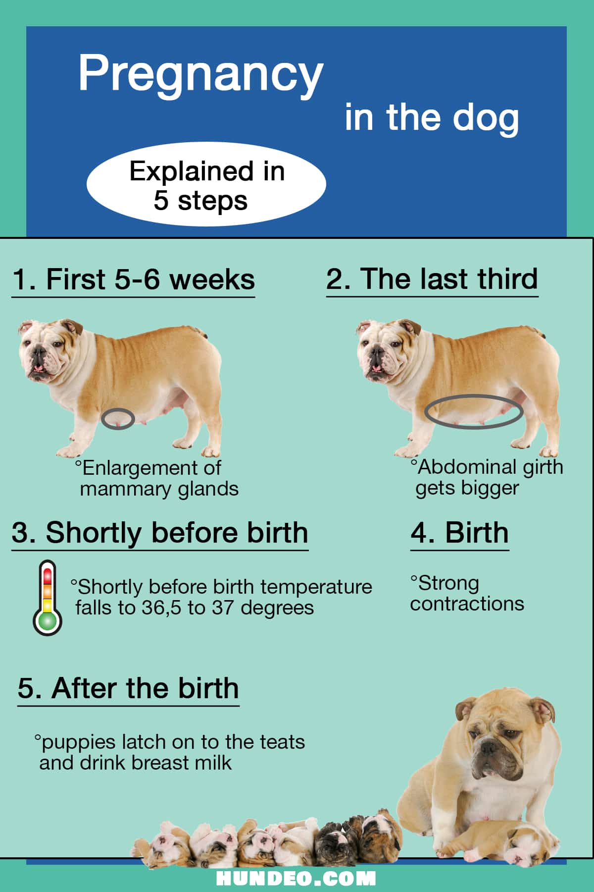 Pregnancy dog how long are dogs pregnant 