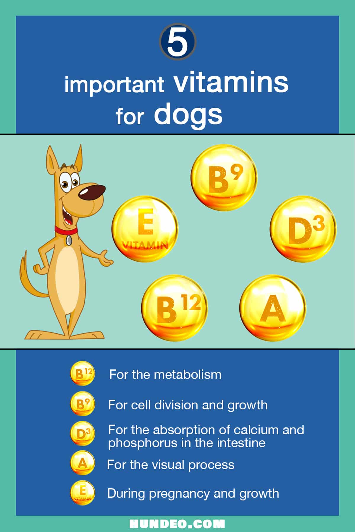 The most important vitamins for dogs at a glance