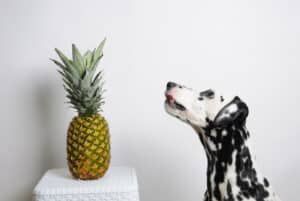 Dog with pineapple