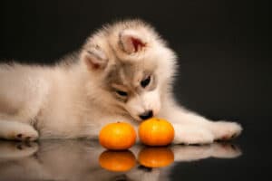 Perro con mandarina