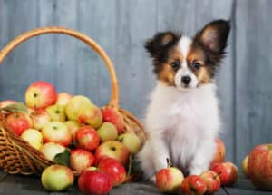 Cachorro con manzanas