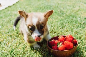 Puppy with strawberry