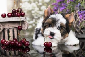 Puppy with cherries