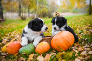 Puppies with pumpkin