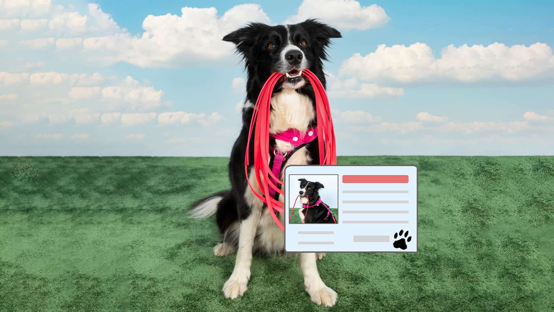 HundeführerscheinABC (Ablauf, Kosten, Tipps)