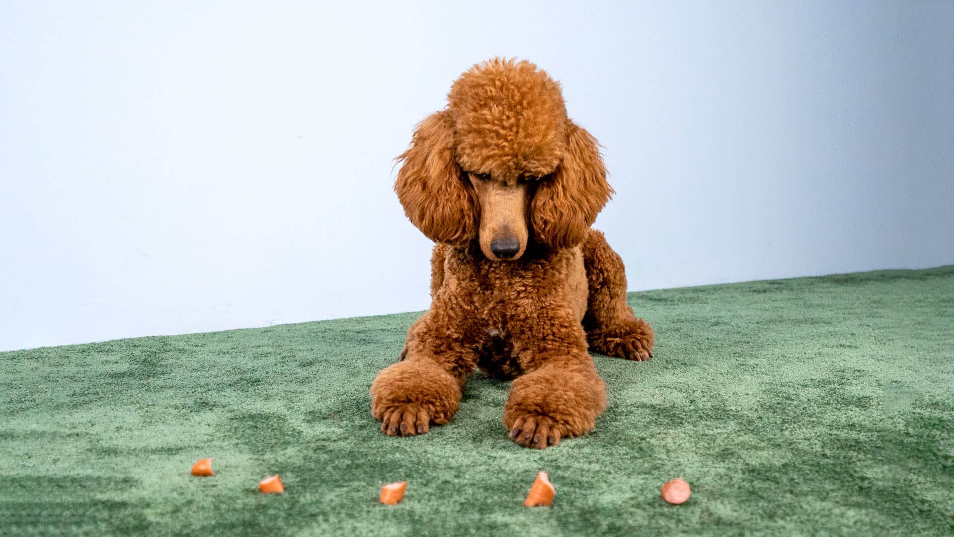 impulse-control-in-dogs-tips-for-more-self-control