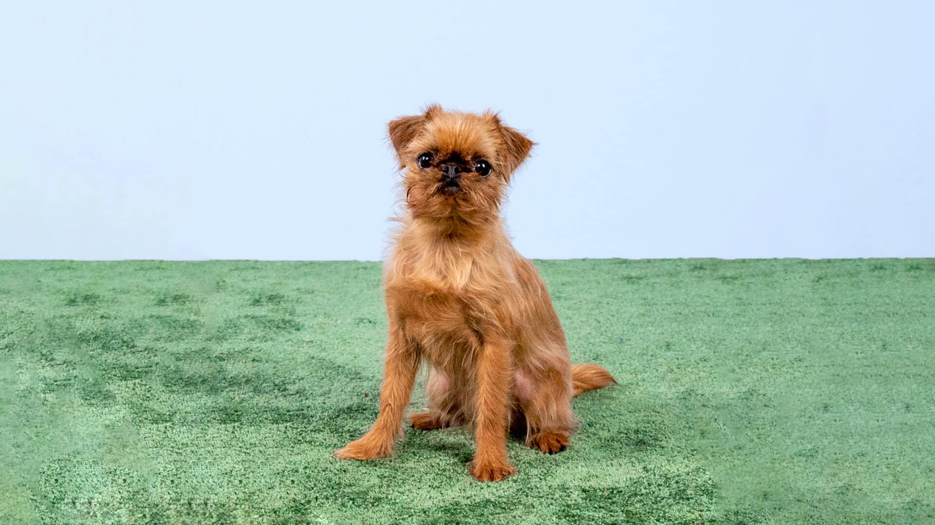 Wie Bringe Ich Meinem Hund Sitz Platz Usw Bei www.hundeo.com