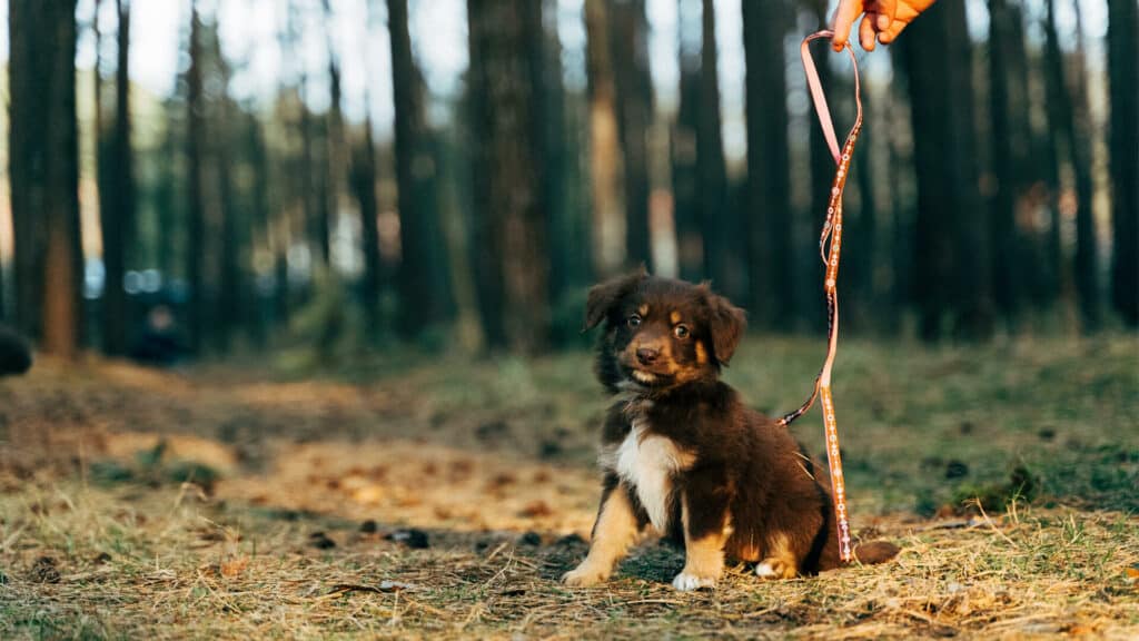 Puppy leash