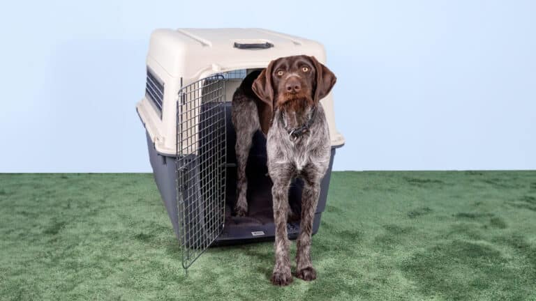 Safe Choices for Chewing in a Crate - Whole Dog Journal