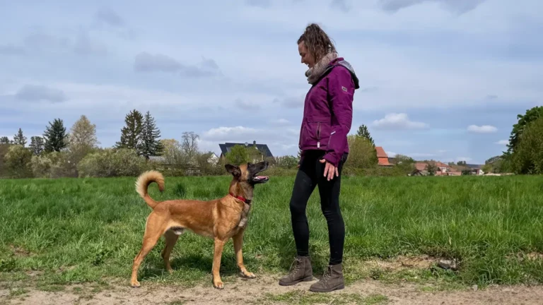Une personne vêtue d'une veste violette et d'un pantalon noir se tient dehors et sourit à un chien marron à la queue recourbée. Ils se tiennent sur un chemin herbeux avec des maisons et des arbres en arrière-plan sous un ciel nuageux. Si ton chien grogne, quelques conseils utiles pour des promenades plus agréables pourraient être utiles.