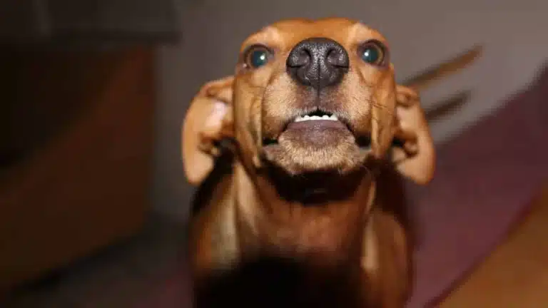 Nahaufnahme eines braunen Hundes, der mit leicht geöffnetem Maul nach oben schaut und die Zähne zeigt, als würde er gleich knien. Die Ohren des Hundes sind gespitzt und seine Augen weit aufgerissen, was einen aufmerksamen Ausdruck ergibt. Der Innenhintergrund ist unscharf.