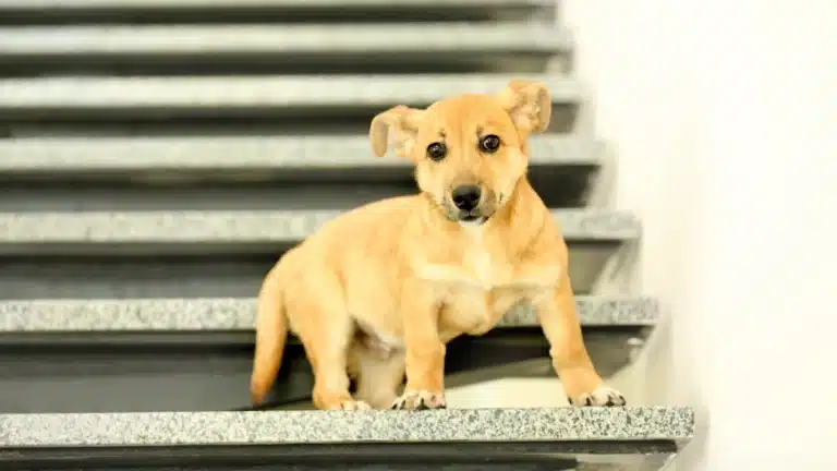 Puppy stairs