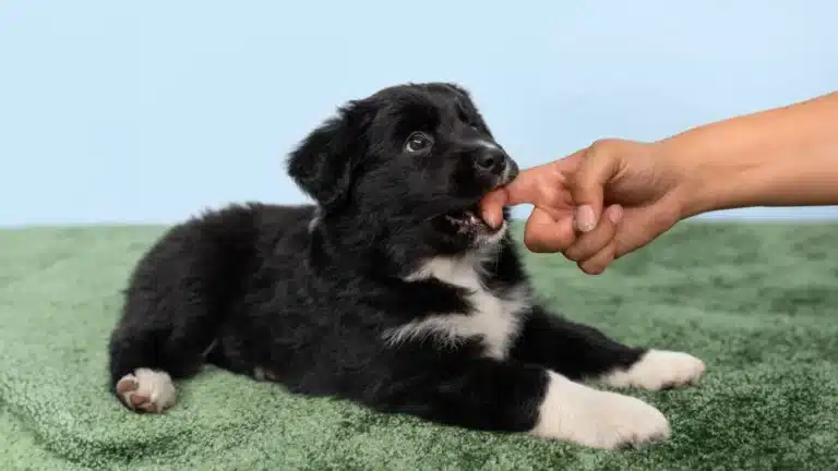 Puppy bites hand