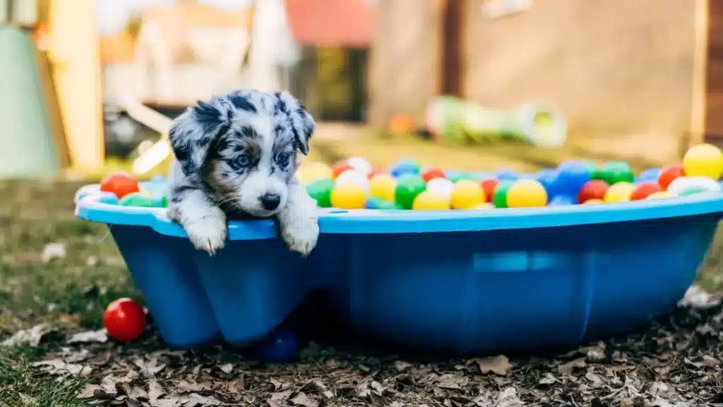 Cachorro en la piscina de bolas