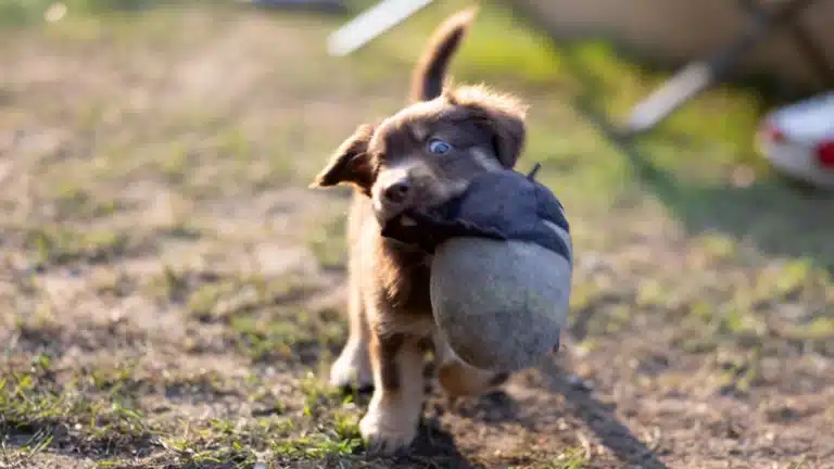 Cachorro con pelota
