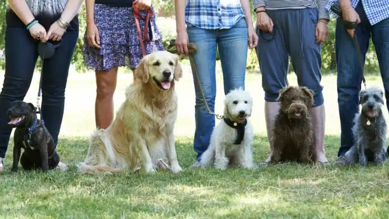 Grupo de perros