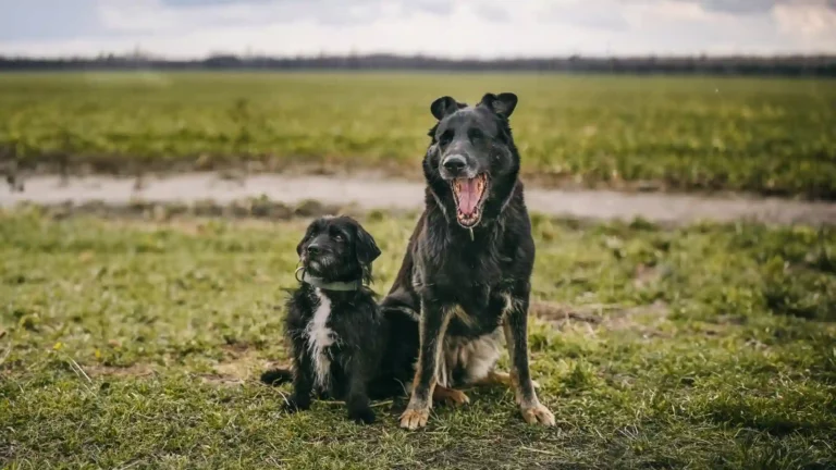 Deux chiens sont assis dans une prairie et discutent dans leur propre langage canin muet. Le plus grand chien à droite est noir avec des traits gris et une gueule ouverte, tandis que le plus petit chien à gauche est noir avec un poitrail blanc. Derrière eux s'étend un horizon lointain.