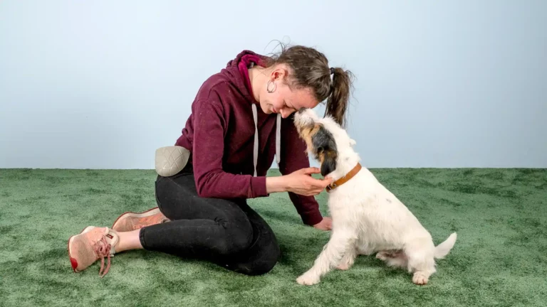 Une personne vêtue d'un sweat à capuche marron et d'un pantalon noir est assise sur un tapis vert et se comporte de manière ludique en touchant ses narines avec un petit chien blanc et noir. Le chien porte un collier marron et tous deux semblent heureux sur un fond bleu clair.