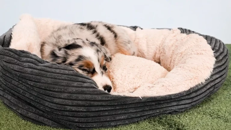 Un chien duveteux à la fourrure Merle dort paisiblement dans un confortable lit rond pour animaux de compagnie à l'intérieur doux et de couleur crème. Le lit repose sur un tapis vert et est l'endroit parfait pour se détendre - une preuve des connaissances de la psychologie canine sur le confort et la tranquillité.