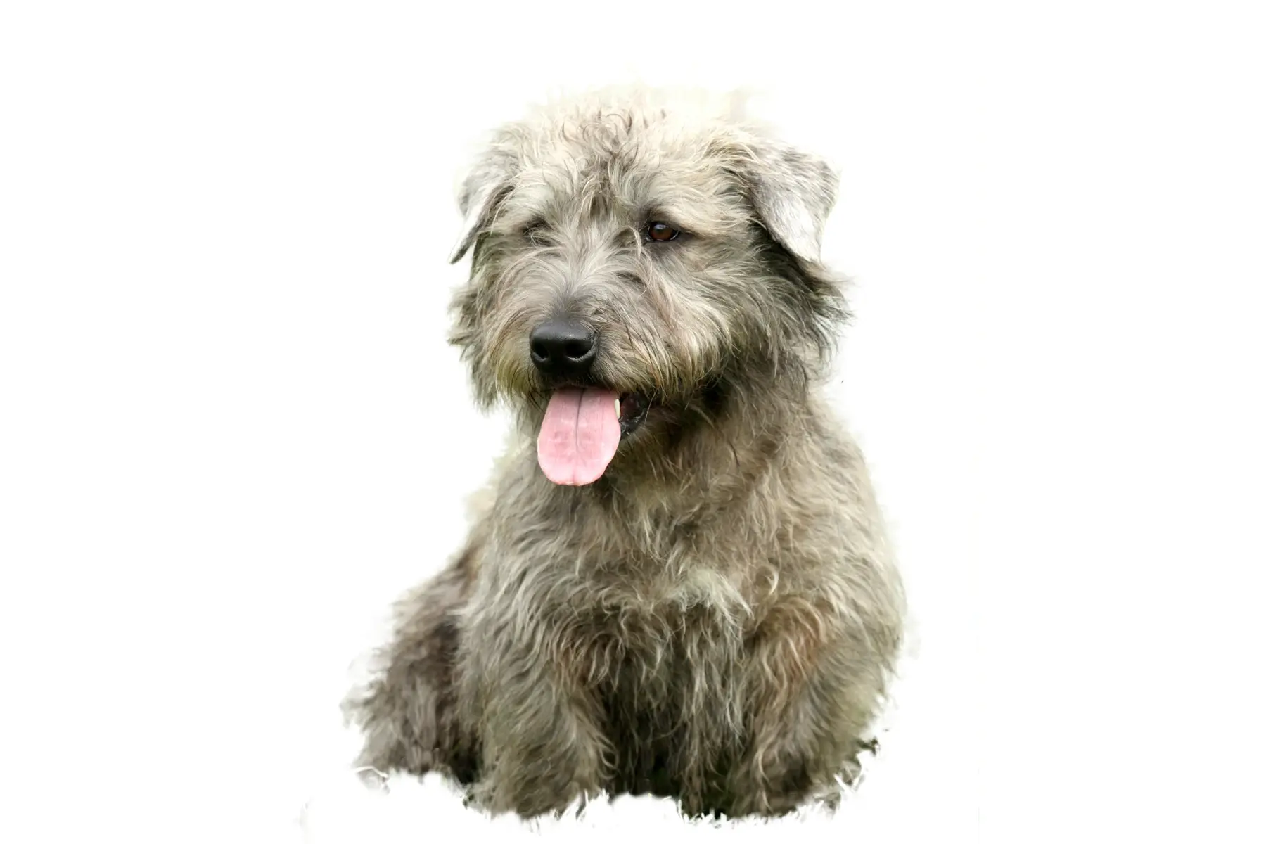 Profil de l'Irish Glen of Imaal Terrier