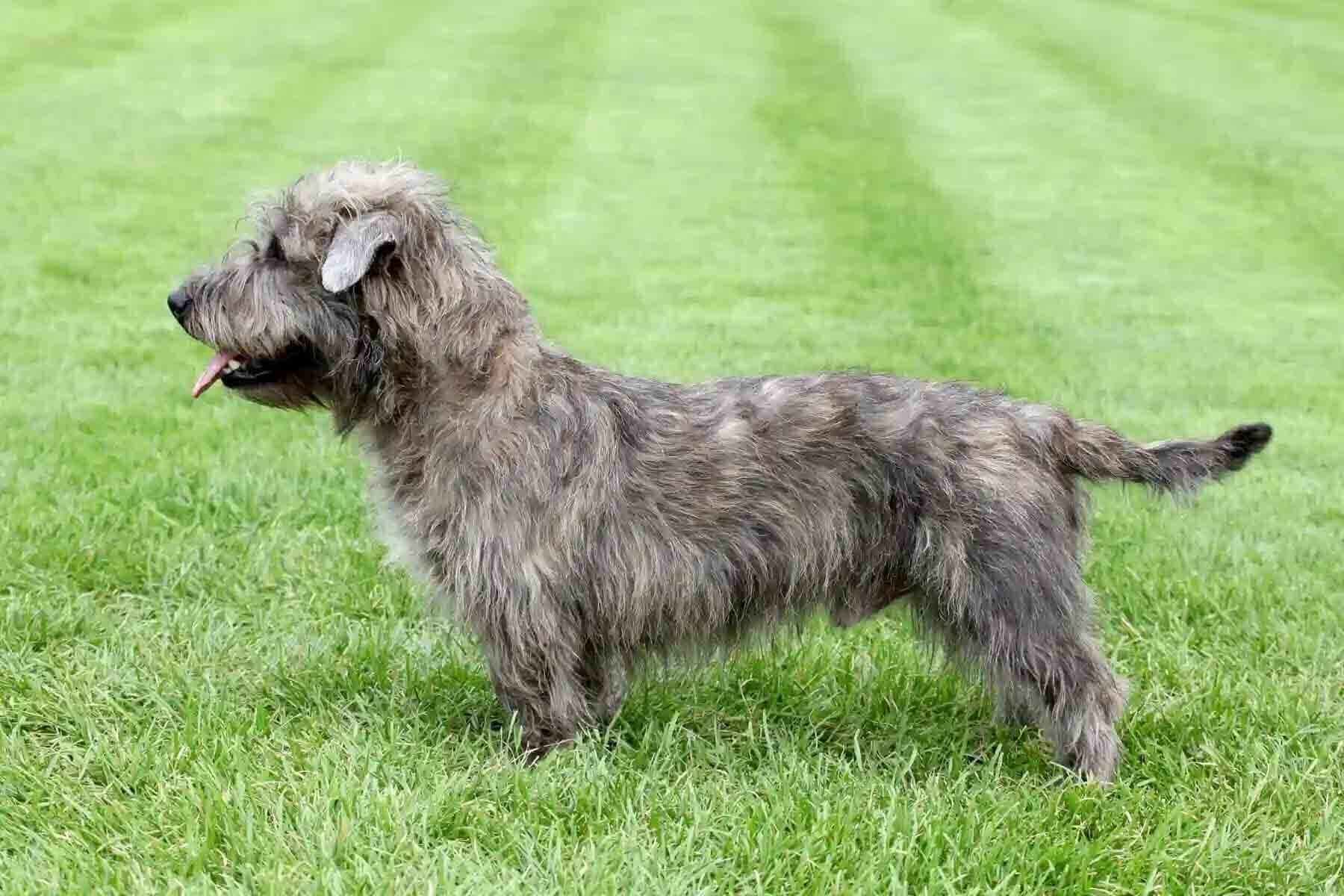 Irish Glen of Imaal Terrier seitlich (1)