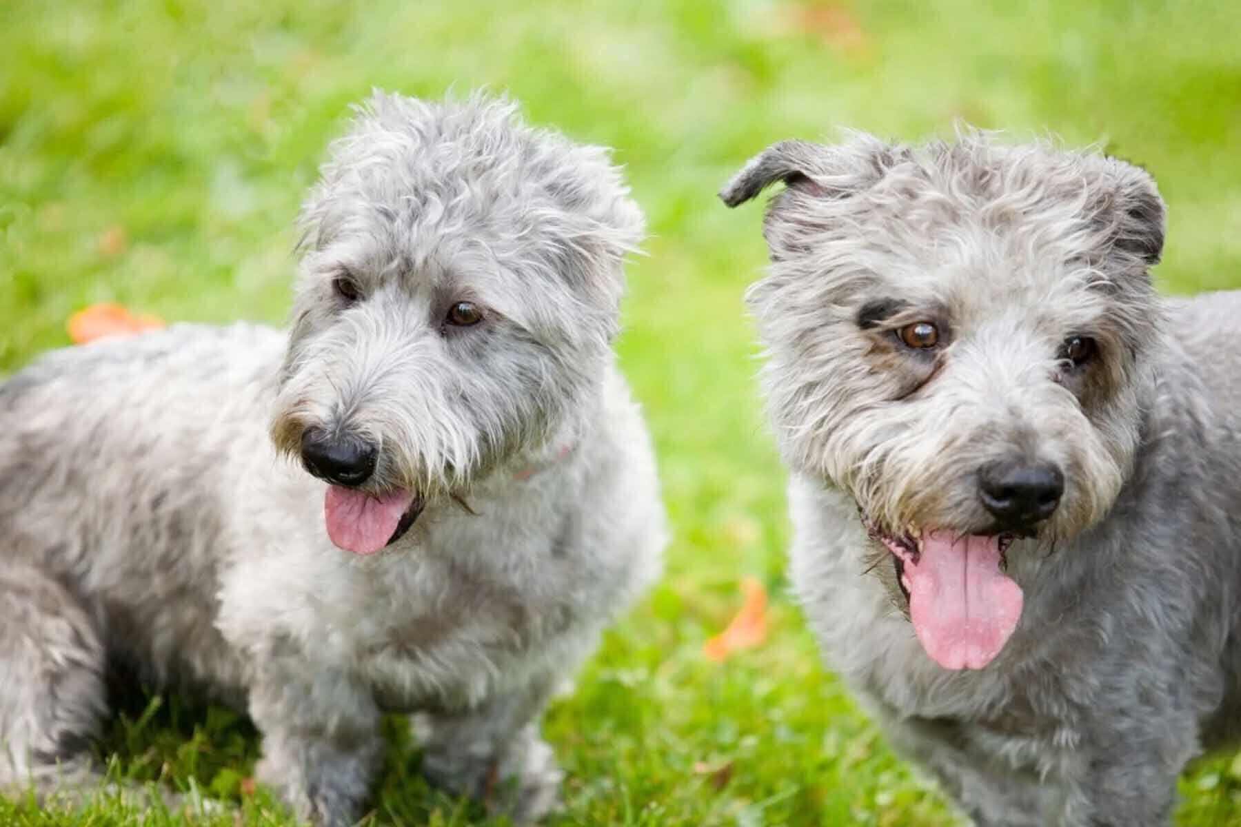 Zwei Irish Glen of Imaal Terrier (1)
